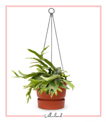 گلدان دهکده سبز گرد مشکی