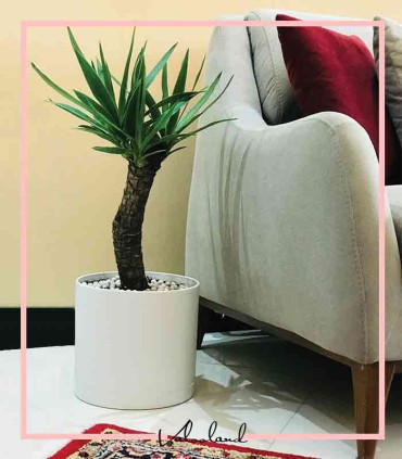 گلدان آپارتمانی استوانه ای