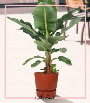 گلدان دهکده سبز گرد مشکی