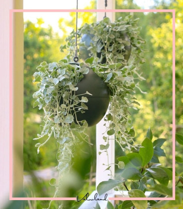 گلدان آویز هوای تازه رنگی