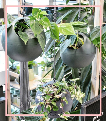 گلدان آویز هوای تازه رنگی