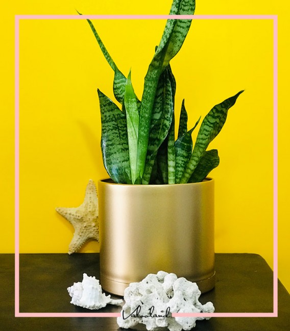 گلدان استوانه پلیمری طلایی